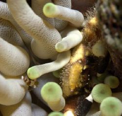 Anenome Crab & Squar Anenome Shrimp House Sharing. by Mark Smith 